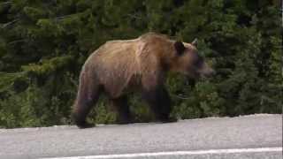 Grizzly bear charges car [upl. by Birkett]