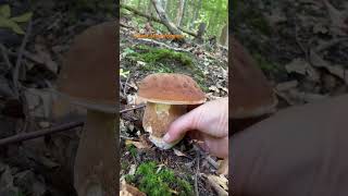 Boletus ReticulatusJuly 2024 asmr asmrmushrooms fungi boletus porchini mushroomhunting [upl. by Lauryn841]