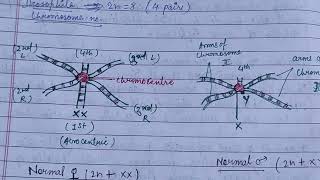 Polytene chromosome balbiani ringschromosomal puffs significance zoologynotes chromosome [upl. by Blinny436]