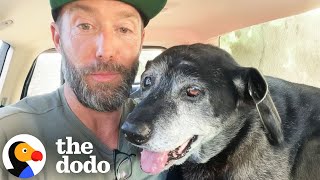 The Happiest Dog Rescue Stories  The Dodo [upl. by Laband]