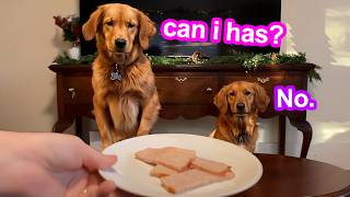 My Dogs Try Christmas Foods [upl. by Parshall]