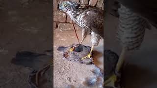 shikara ka Shikar birdandanimals trending subscribers [upl. by Shanta]