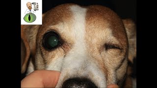 Everything you need to know about eye removalenucleation in pets [upl. by Isia]