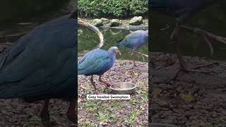 Grey headed Swamphen or Waterchicken birds waterchicken swamphen greyheadedswamphen aviculture [upl. by Drof]