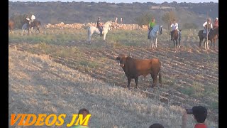 BRIHUEGATRADICIONAL ENCIERRO POR EL CAMPO 2023 [upl. by Adnaram762]