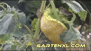 Spatzen ernten Sonnenblumenkerne  Sonnenblumenkernernte [upl. by Abihsot]