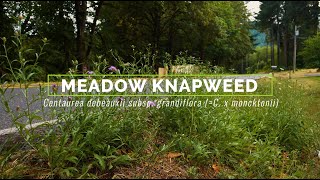 Meadow Knapweed [upl. by Trofmoc]