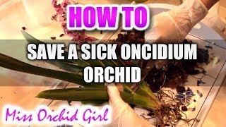 How to save a sick Oncidium type Orchid  First steps to a healthy recovery [upl. by Pfeffer969]