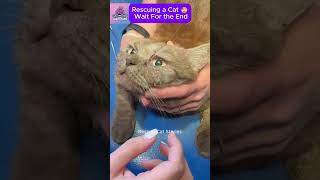 Rescuing a Kitten with Parasites in Its Eye CatRescue RescueCat [upl. by Terrie]