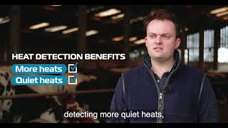 Heat detection for cows on Charcroft farm [upl. by Dayna225]