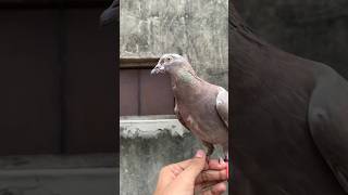 Handtame pet mere pass aa gaya pata nhi kaise pet minivlog shorts petsvlog kabootar video [upl. by Nallek215]