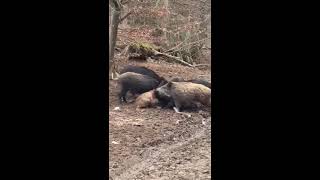 Wildschweine fressen ein Reh Wild Boar eat deer [upl. by Ralaigh703]