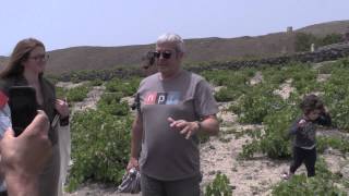 Assyrtiko vineyard with Yiannis [upl. by Noyad]