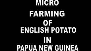 FARMING ENGLISH POTATO IN PNG [upl. by Dnomad]