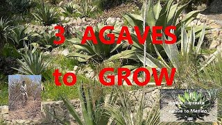 The Plant Traveller 3 AGAVES TO GROW Try Some [upl. by Ailhad500]