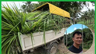 FULL PACKED NAMAN ANG AMING TRUCK TAPOS NA ANG BAHAY NG AMING MGA BABOYNAPAKAGANDA [upl. by Tehc29]