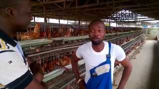 Poultry  An investment destination for all [upl. by Miner]