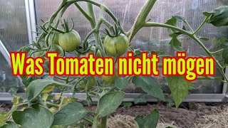 Was Tomaten nicht mögen  Diese Fehler solltest du beim Tomatenanbau unbedingt vermeiden [upl. by Ylyl]