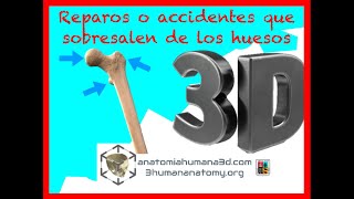 Introducción a la anatomía Reparos o accidentes que sobresalen en los hueso [upl. by Nylaf401]