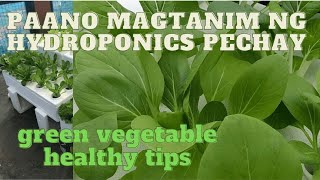 Paano Magtanim ng PECHAY at PAKCHIO gamit ang hydroponics kratkymethodsystem hyroponics Diy [upl. by Lizzie860]