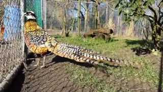 Reeves pheasant male Syrmaticus reevesii [upl. by Drannel]