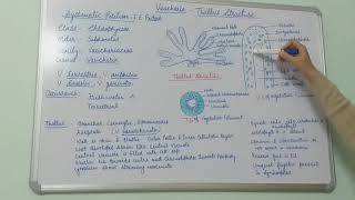 Vaucheria Thallus Structure BSc Part I Dr Vinod Kumari [upl. by Eintirb127]