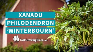 Xanadu Philodendron Winterbourn  FastGrowingTreescom [upl. by Ayiram608]