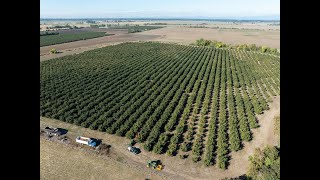 D2 Farms Hazelnut Harvest [upl. by Geoff722]