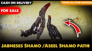 Jabneses Shamo Aseel Shamo pathi shamo aseel chicks pure high qualityper pice 3000 03314957619 [upl. by Acirfa696]