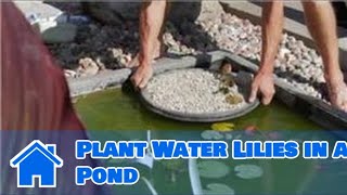 Care of Lilies  How to Plant Water Lilies in a Pond [upl. by Erdnoed]