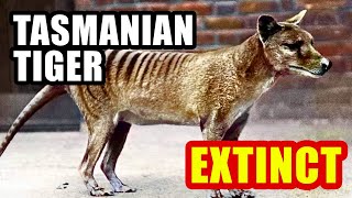 TASMANIAN TIGER 🌍 Full Exclusive Nature Documentary Premiere 🌍 English HD 2023 [upl. by Aerdnaek]