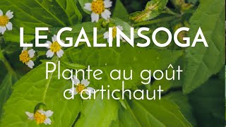 Le galinsoga plante au goût dartichaut [upl. by Uball]