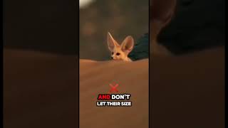 The Fennec Fox Desert’s Cutest Survivor [upl. by Warton]