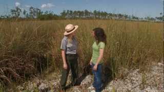 Everglades Mountains and Valleys Sawgrass Prairie [upl. by Fitton]