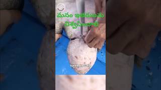 pets doglover youtubeviral love telugushorts telugucomedy srikakulam vishakapatnam china [upl. by Etnaled615]