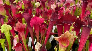 Dividing Sarracenia [upl. by Atteloiv413]