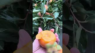 The SHOCKING Benefits of Having a Persimmon Tree Backyard fuyupersimmons backyard shorts [upl. by Byrne]