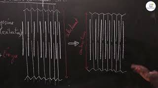 Cours  Tle S1 amp S2  SVT Résumé de cours  Lactivité du muscle squelettique  Suite 6  M Gnasse [upl. by Adeehsar]