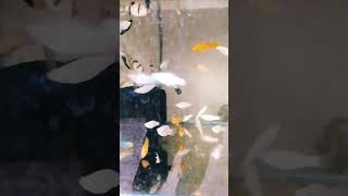 MollyFish And Tiger Barb Tanksetup aquariumfish mollyfish tigerbarb viralshort viral trending [upl. by Posner485]