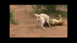 Kangal kills Lion [upl. by Refanej973]