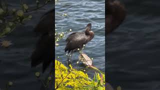 DoubleCrested Cormorant shorts birds [upl. by Herta]