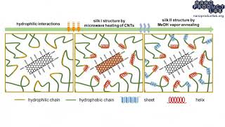 HelixRich Silk Fibroin Films Incorporating Carbon Nanotubes and Microwave irradiation [upl. by Buckden]