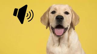 Labrador Dog Barking Sound  The SOund ButtOn [upl. by Naras962]