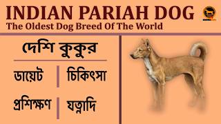 Indian pariah dog  Desi dog  Indian dog breed  Bengali  QDogS [upl. by Ramal]