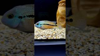 Male Or Female Young Nicaragua Cichlid fish cichlid shorts [upl. by Leirrad677]