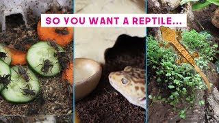 Caring For Reptiles  Day to Day Maintenance [upl. by Armalda767]