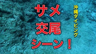 サメの交尾シーン！ネムリブカ・スキューバダイビング [upl. by Gnet970]