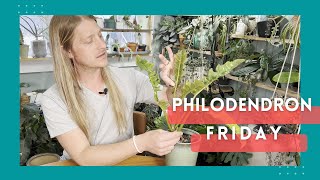 The Ultimate Guide to Philodendron Ring of Fire Care [upl. by Erikson914]