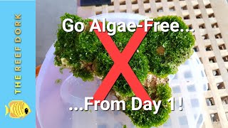 This Is Why There’s NO ALGAE In My Tank [upl. by Georas105]