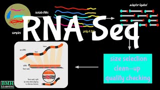 RNA Sequencing  RNA Seq [upl. by Cchaddie]